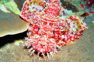 scorpion fish, night dive by Shane Batham 